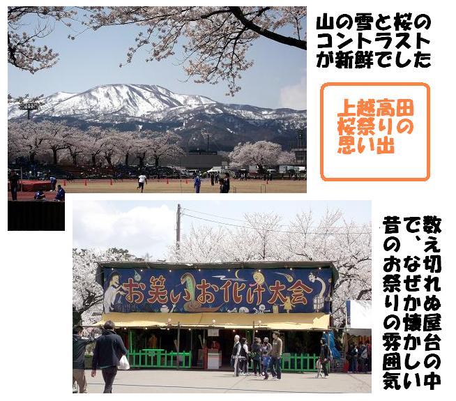 ２０１３年高田の桜祭り"